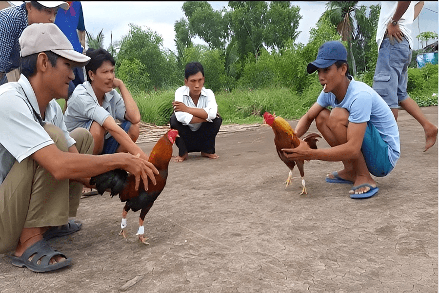 Cược đá gà dễ thắng với đá gà trực tuyến nhà cái 8kbet